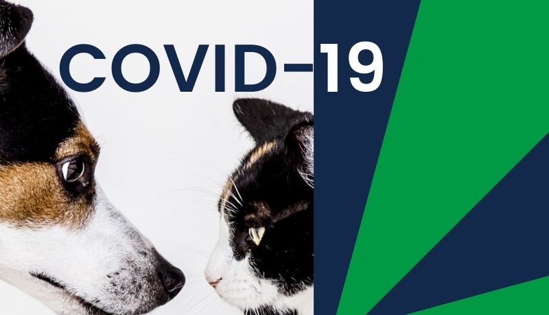 COVID-19 and Pets: Can my Dog or Cat Get Coronavirus?