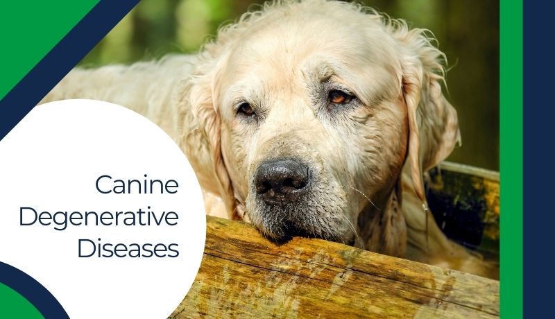 3 Common Canine Degenerative Diseases