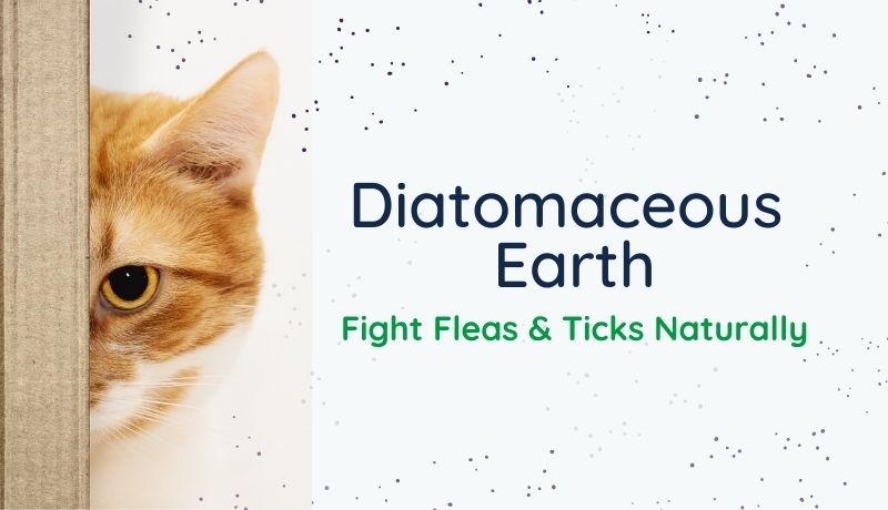 Diatomaceous Earth for Dogs & Cats: Fight Fleas & Ticks Naturally