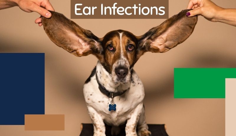 pet health conditions: ear infections