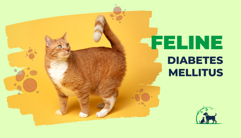 Feline Diabetes: Causes, Symptoms, Diagnosis & Treatment