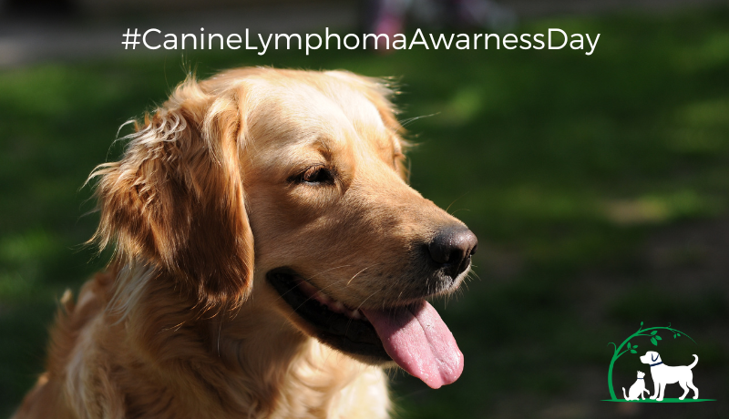 November 7 is National Canine Lymphoma Awareness Day