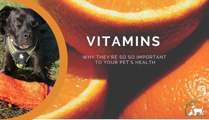 Why vitamins are so important for pet health