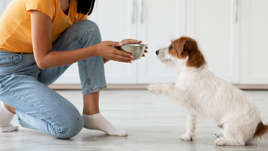 Homemade vs. Commercial Dog Food: Making the Best Nutritional Choice