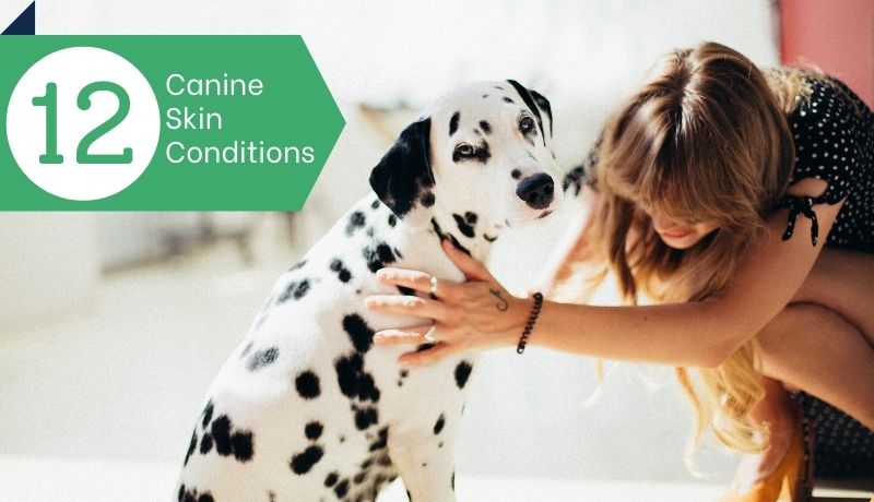 12 Skin Conditions Commonly Found in Dogs