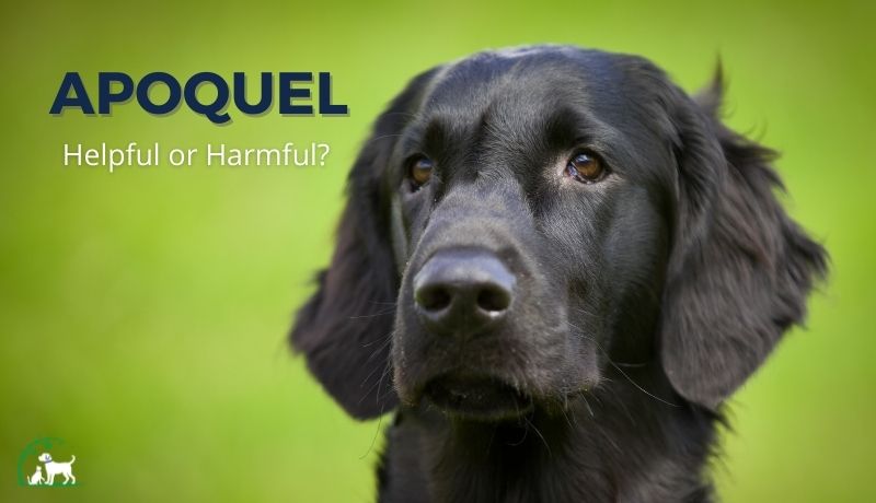 Apoquel: Helpful or Harmful to Dogs?