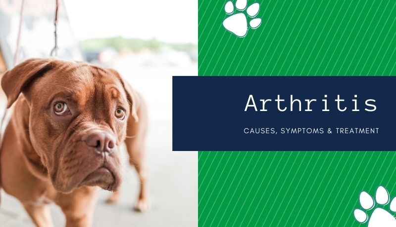 Arthritis in dogs and cats: causes, symptoms and treatment