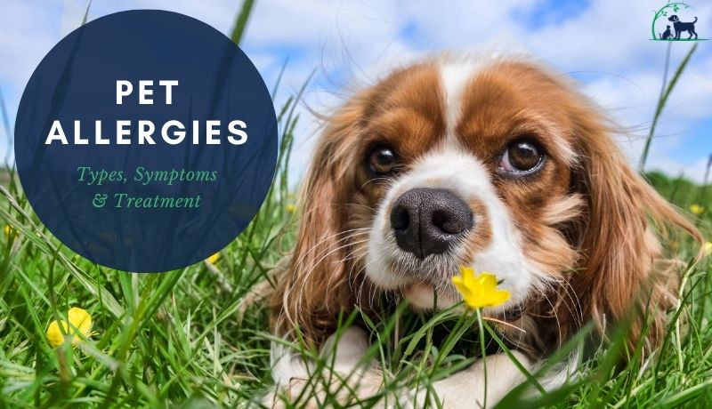 Pet Allergies; spaniel dog lays in grass, flowers