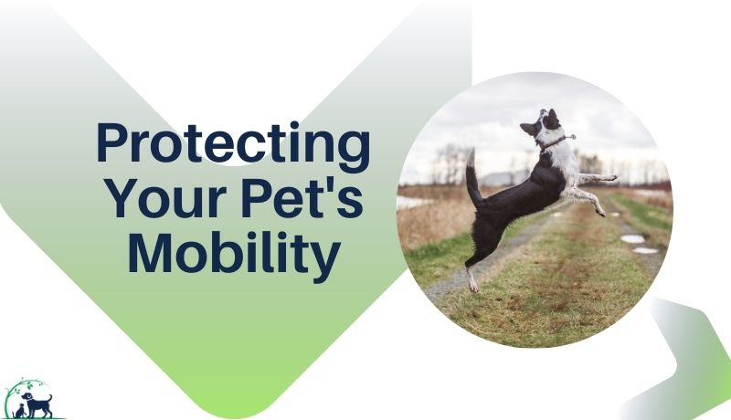Glucosamine Supplements: Protecting Your Pet's Mobility