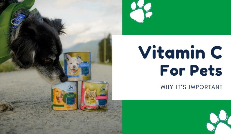 Vitamin C for pets: why it's important