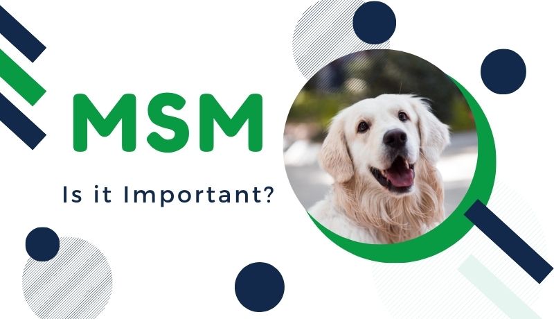 MSM: Is it Important For My Pet?