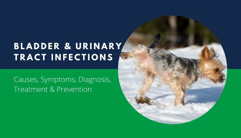 what are the symptoms of a dog with a urinary tract infection