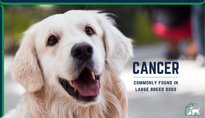 cancers found in large breed dogs