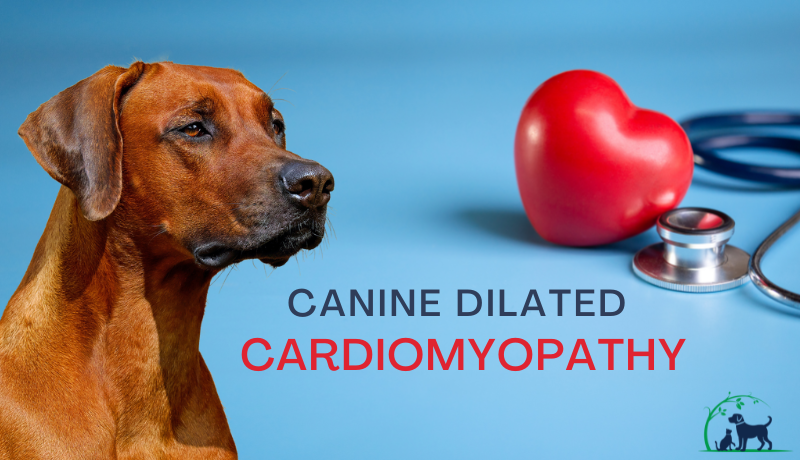 Dilated cardiomyopathy in dogs prognosis outlet