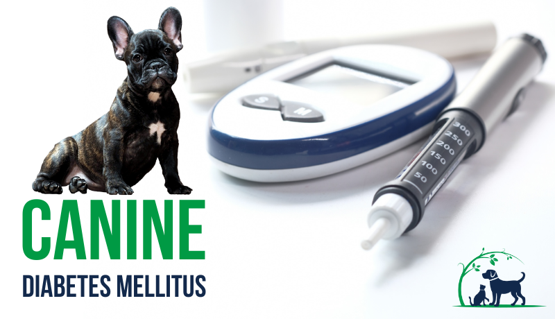 Canine top diabetes treatment