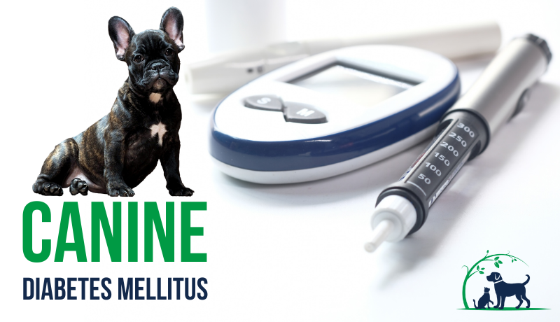 Canine Diabetes: Causes, Symptoms, Diagnosis & Treatment