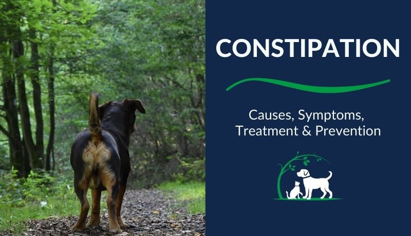 can lack of exercise cause constipation in dogs