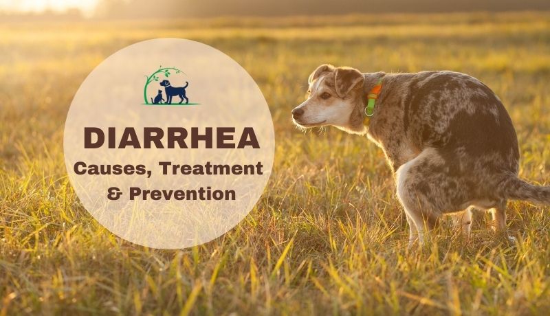 Diarrhea in Dogs & Cats: Causes, Treatment & Prevention