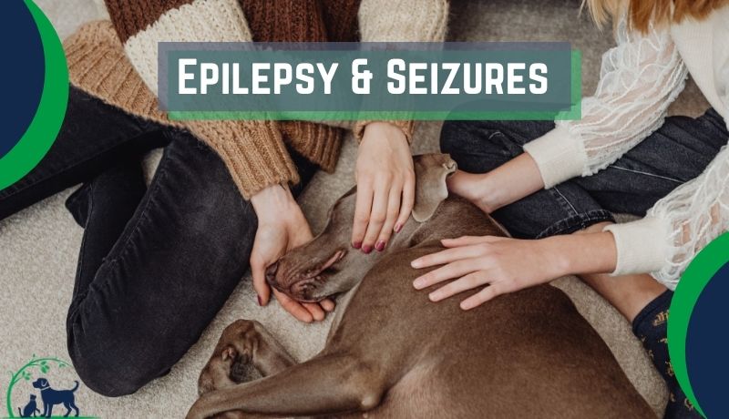 Epilepsy and Seizures in Dogs & Cats: Causes, Symptoms & Treatment