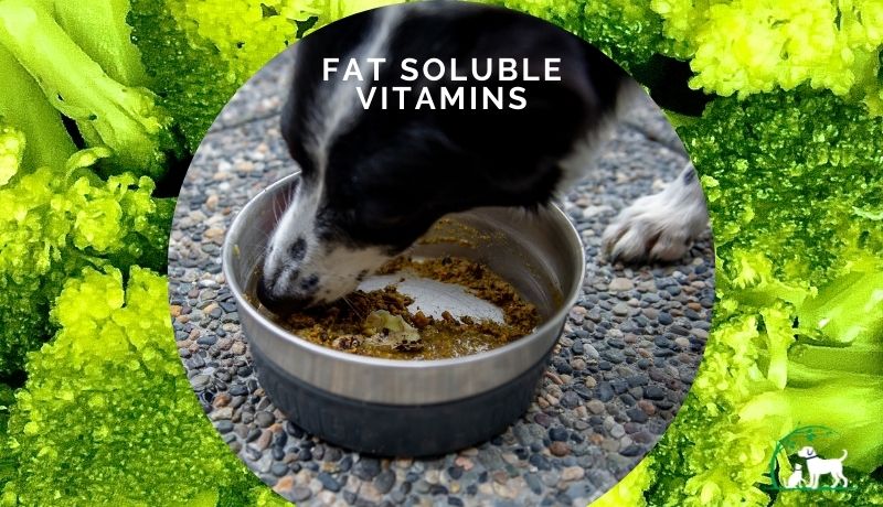 Fat soluble vitamins for pet health