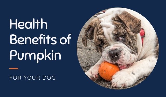 Benefits of Pumpkin for Dogs (+ Tasty Tart Recipe!)