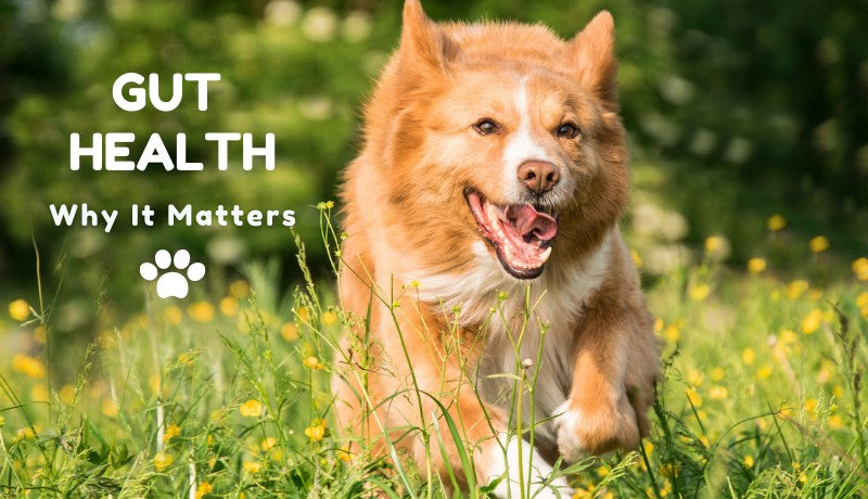 Gut Health: Why it’s Crucial for Your Pet’s Wellbeing