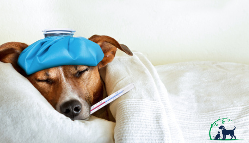 Heartworm medication necessary deals
