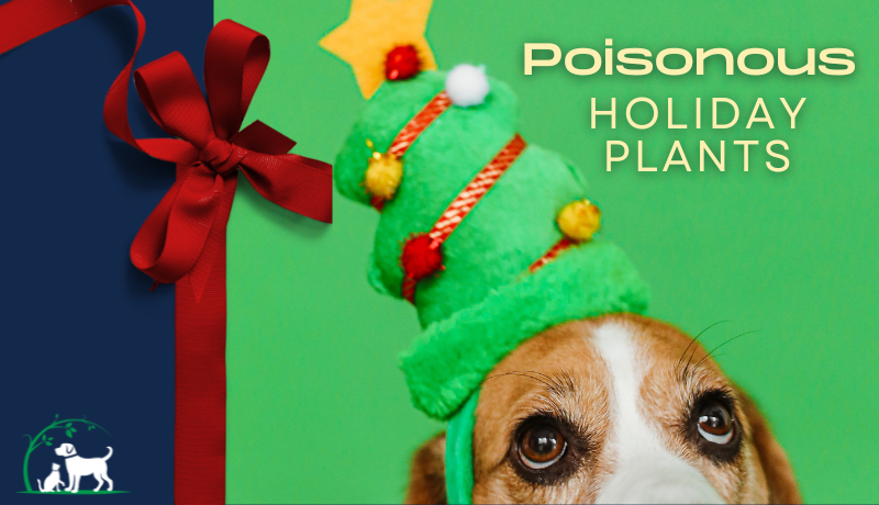 Holiday Plants Poisonous to Pets