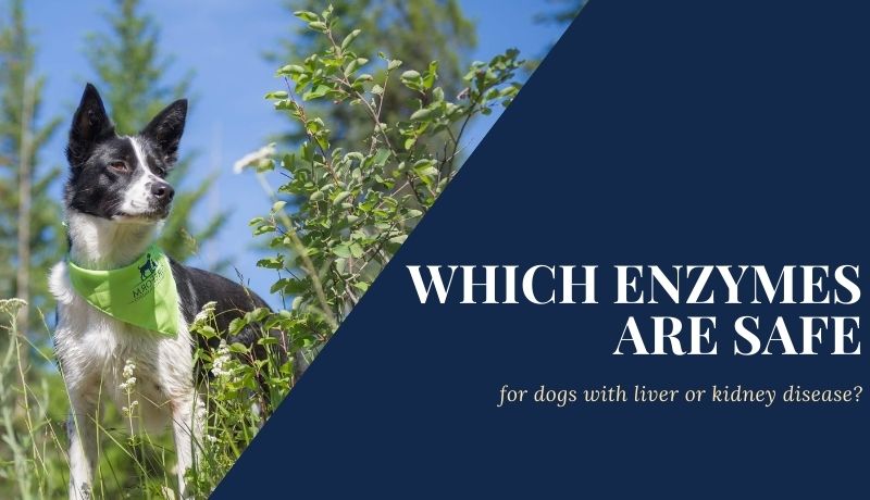 Safe Enzymes for Dogs with Kidney/Liver Disease | PureForm Pet Health