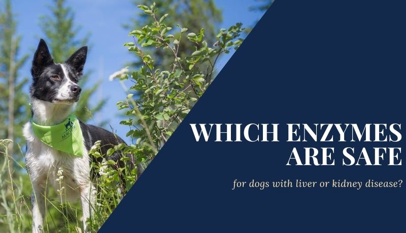 Which Enzymes Are Safe for Dogs with Liver or Kidney Disease?
