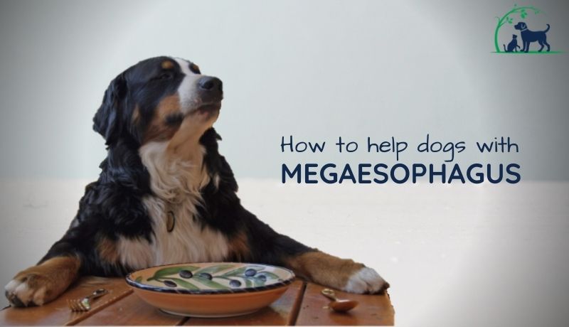 Megaesophagus in Dogs: Causes, Symptoms, Treatment & Prevention