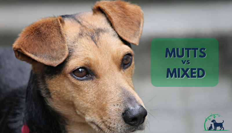 Are Mutts Healthier Than Purebred Dogs?