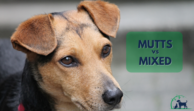 are mixed breed dogs healthier than purebred dogs