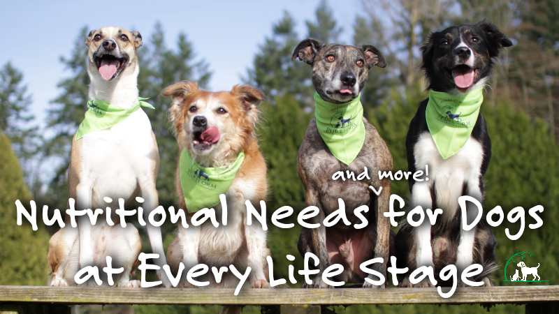 From Puppy to Senior: Tailoring Nutritional Needs (and more!) for Dogs at Every Life Stage