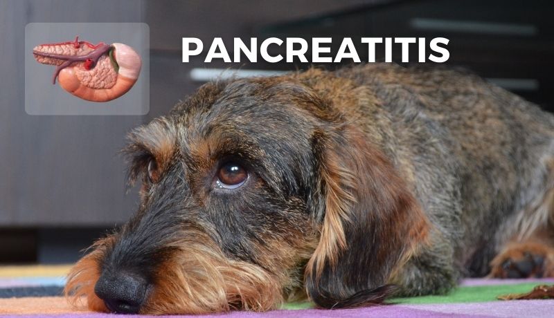 Pancreatitis: Acute & Chronic Causes, Symptoms & Treatment