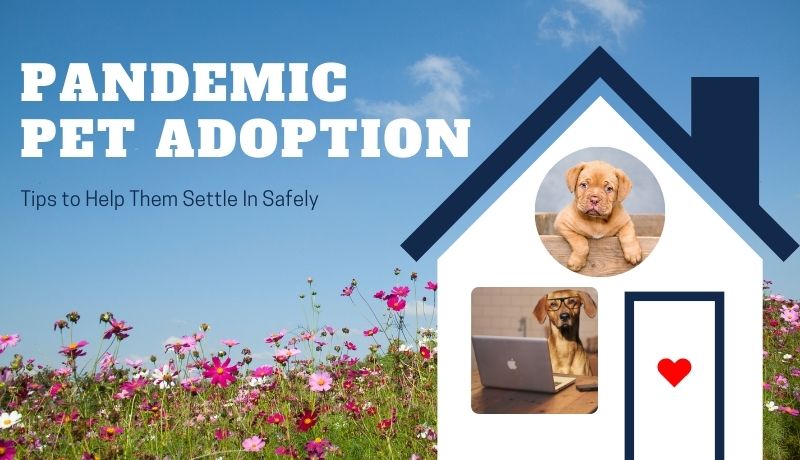 Pandemic Pet Adoption: Tips to Help Them Settle In Safely