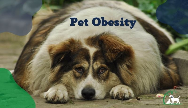 Pet Obesity: What’s Making Our Furry Friends So Fluffy?