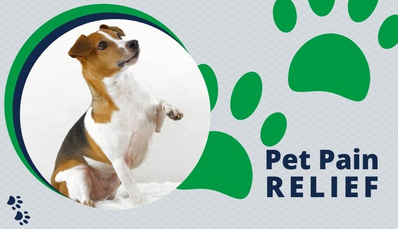 Pet Pain Relief: Natural & Medicinal Treatments