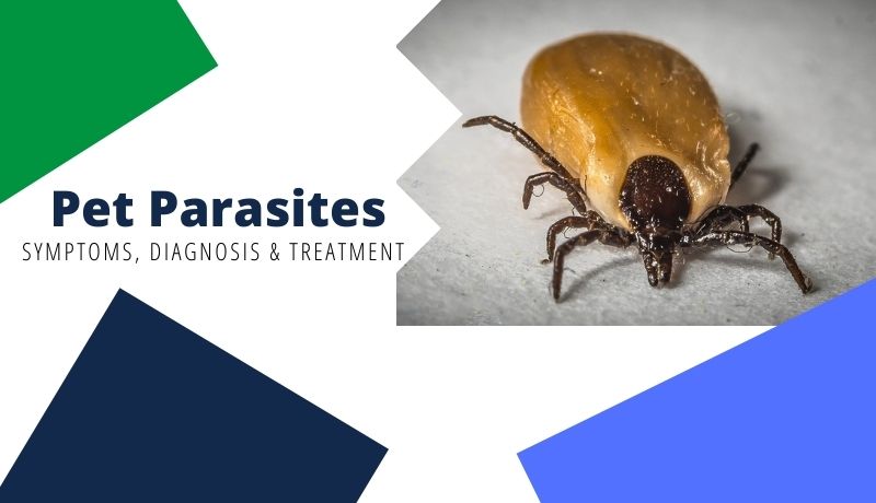 Pet Parasites: Symptoms, Diagnosis & Treatment