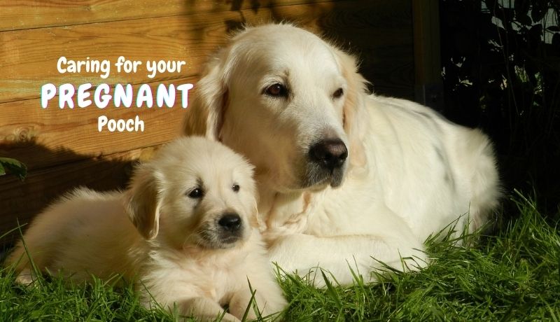 Dog Breeding: How to Care for Your Pregnant Pooch