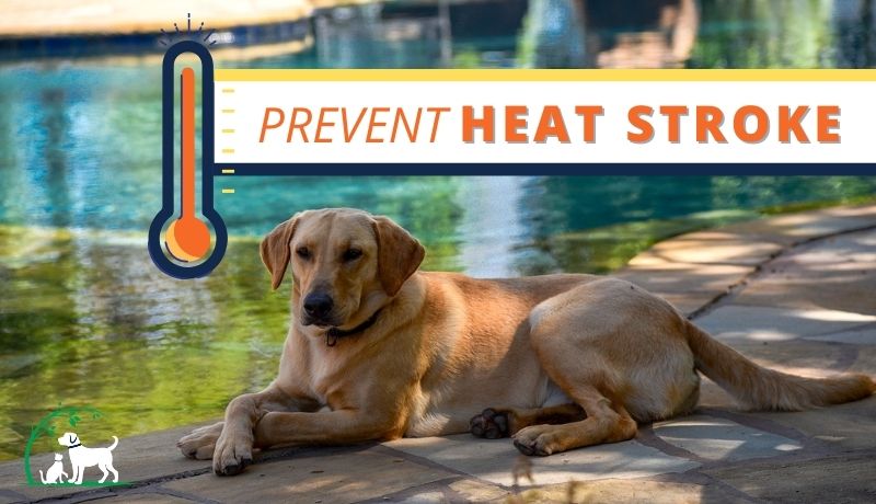 Preventing Heat Stroke: How to keep your pets cool this summer