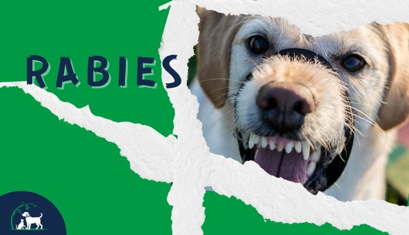 Rabies in dogs
