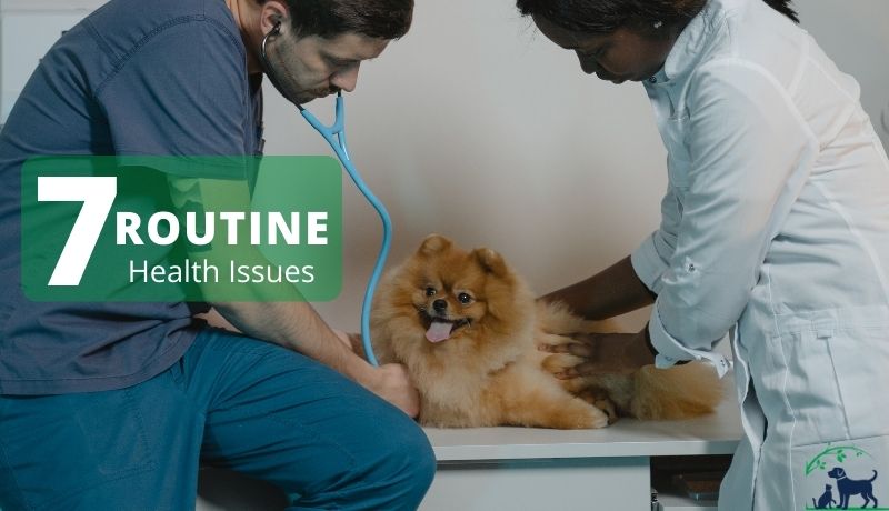 7 Routine Pet Health Issues: What You Need to Know