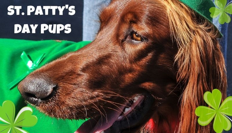 8 Irish Dog Breeds  Ready to Celebrate St. Patty's Day!