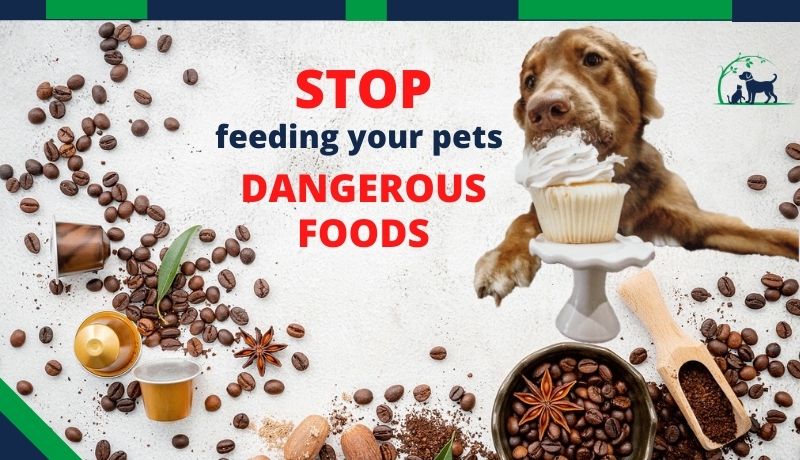 STOP Feeding Your Pets These Dangerous, Potentially Fatal Foods