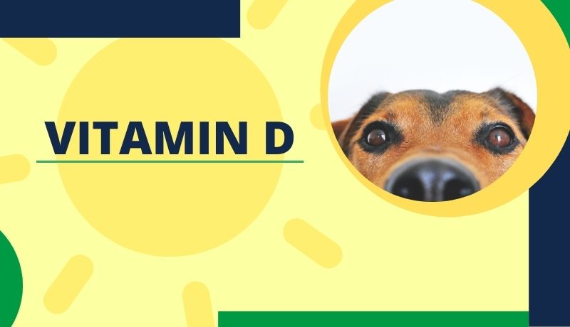 vitamin d for cats and dogs