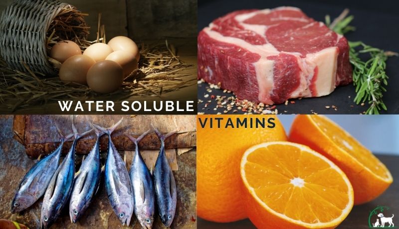 water soluble vitamins for pet health