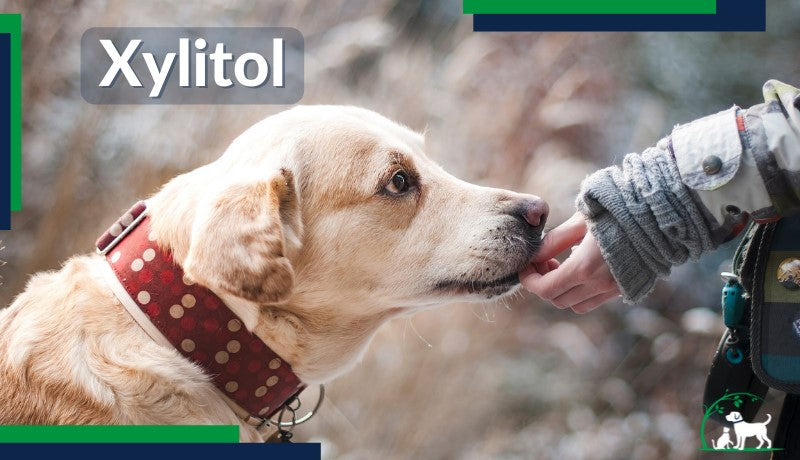 Xylitol Poisoning in Dogs and Cats