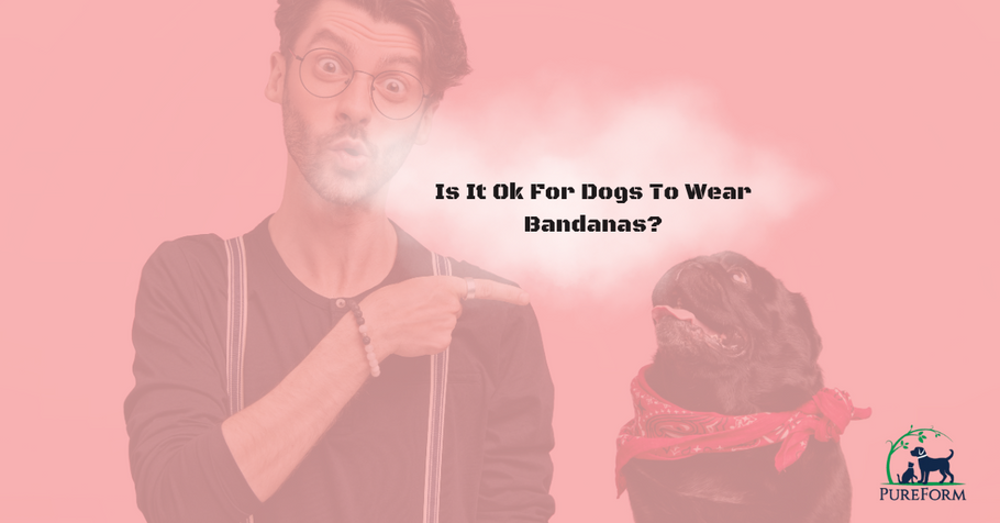 Is It Ok For Dogs To Wear Bandanas?