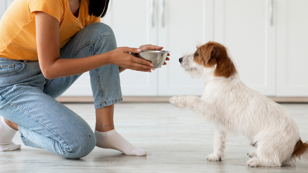 Homemade vs. Commercial Dog Food: Making the Best Nutritional Choice
